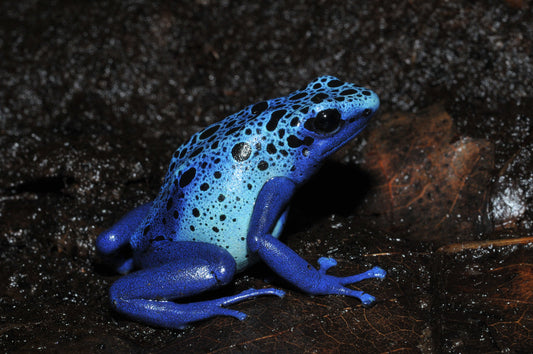 Poison Dart Frog