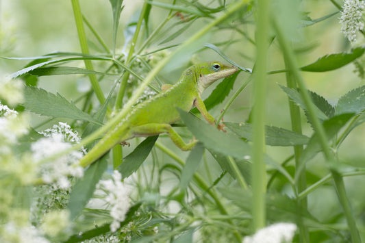 Green Anole