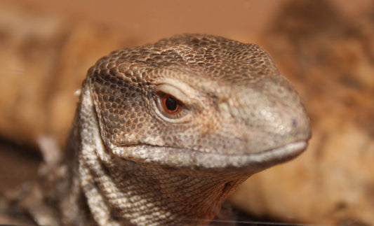 Bosc Monitor