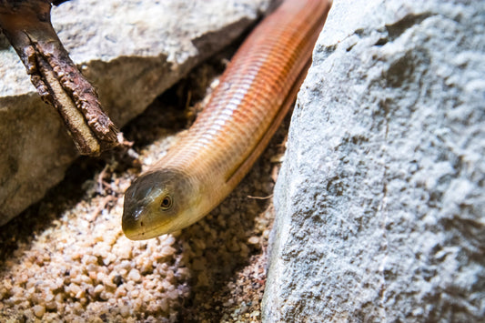 European Legless Lizard