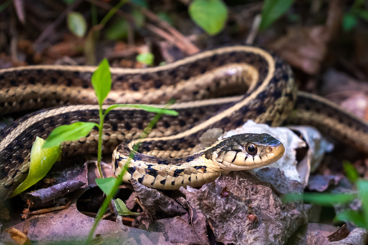 Garter Snake Care – Bermondsey Exotics